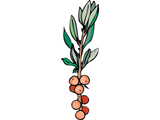 herbs